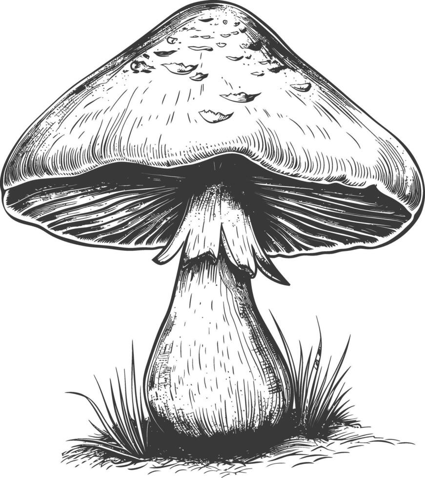 mushroom images using Old engraving style vector