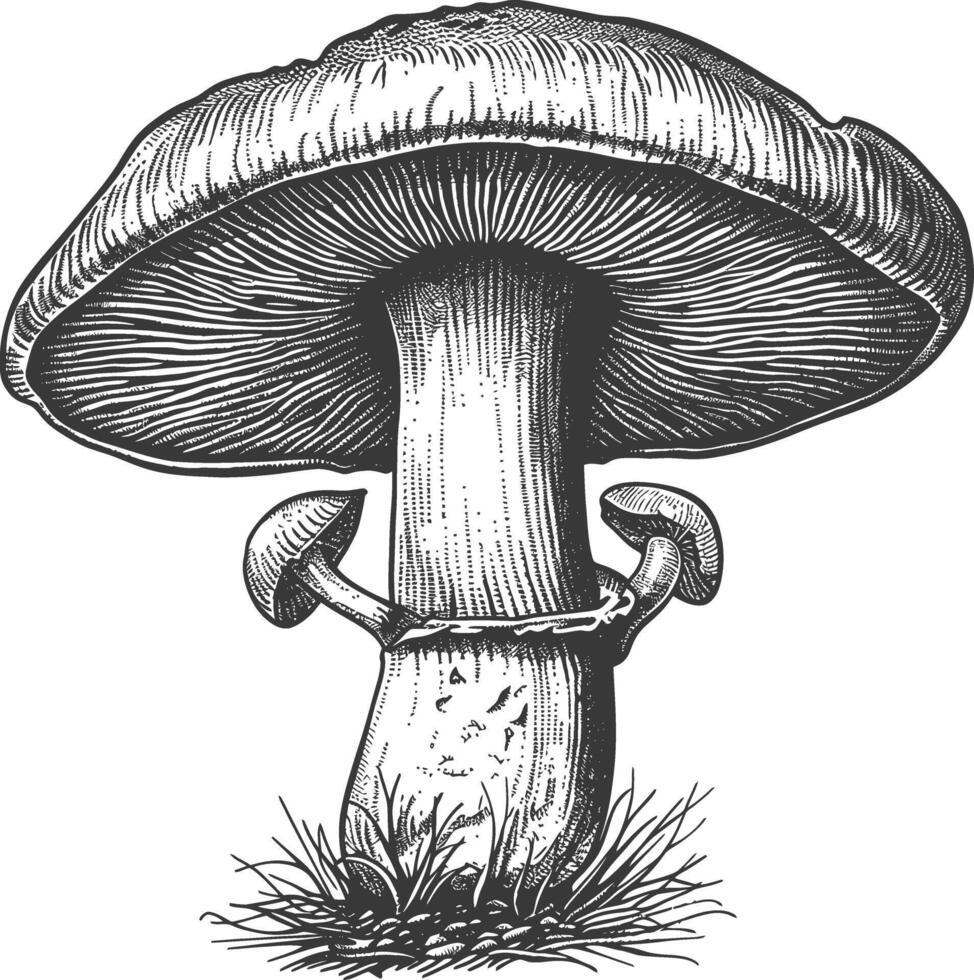 mushroom images using Old engraving style vector