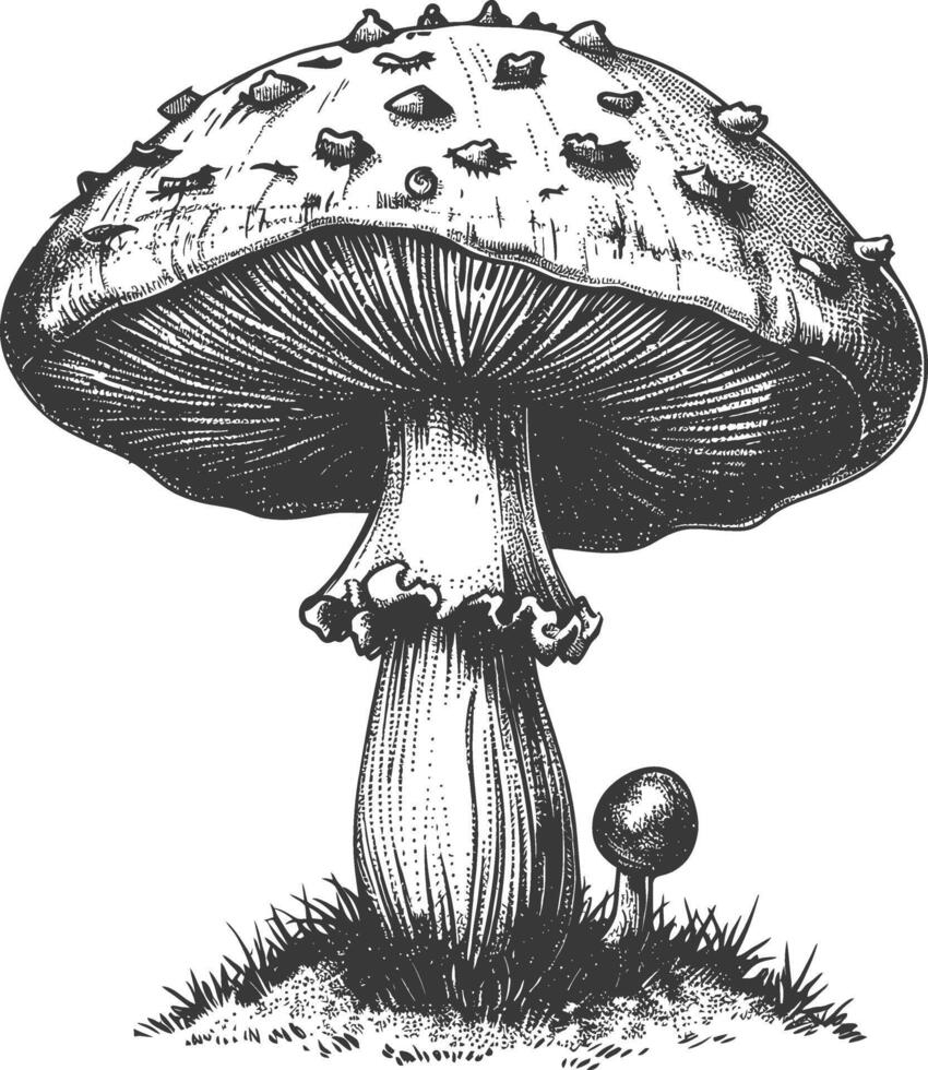 mushroom images using Old engraving style vector