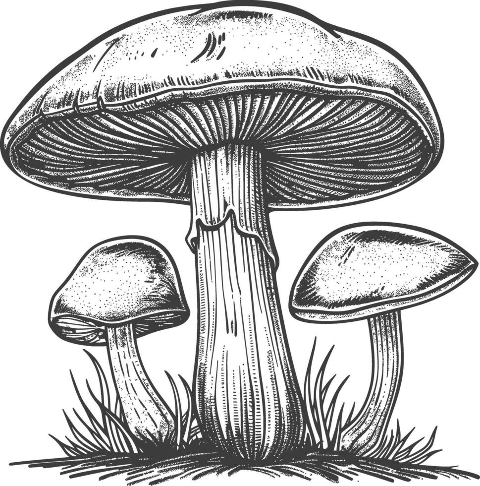 mushroom images using Old engraving style vector