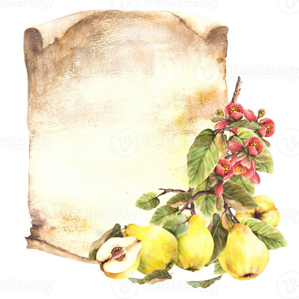 giallo Mela cotogna, giapponese Pera, totale frutta con fiori, mini cuffie e le foglie sospeso su un' ramo su Vintage ▾ carta sfondo. mano dipinto acquerello illustrazione. bevanda etichetta modello clipart png