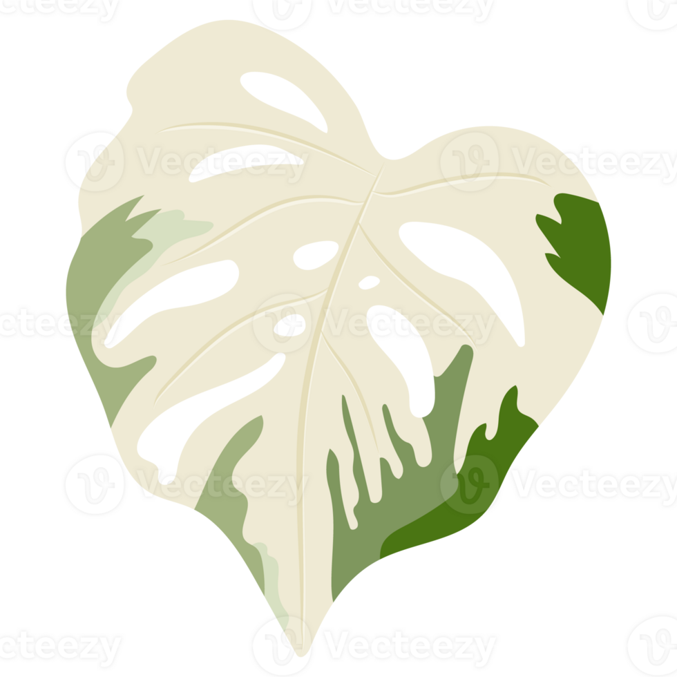 Monstera leaves isolated on background png