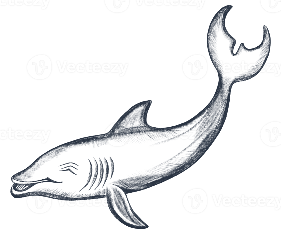 Pencil sketch illustration of fish. Monochrome fish. Black and white graphics in vintage style. png