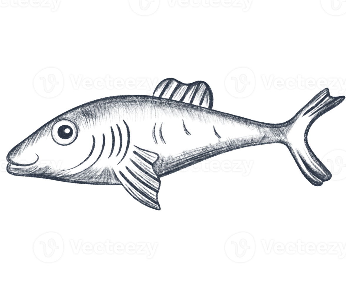 Pencil sketch illustration of fish. Monochrome fish. Black and white graphics in vintage style. png