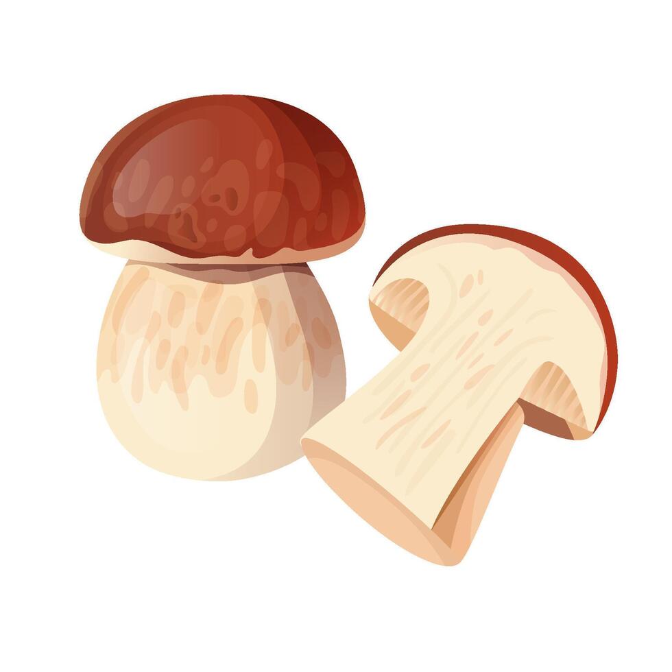 Stylized fresh porcini mushrooms, one whole and one sliced. vector