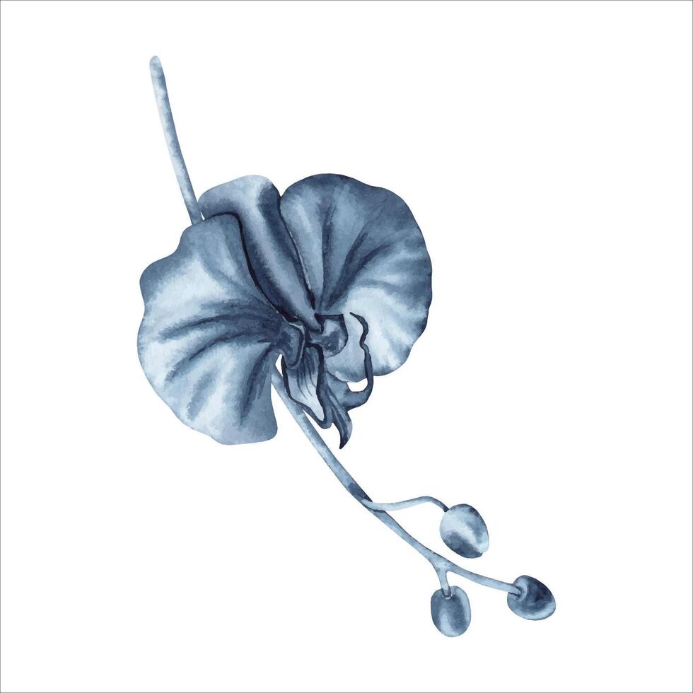 azul orquídea flor en planta vástago con brotes acuarela mano dibujado ilustración aislado en blanco antecedentes. índigo monocromo floral pintura para moda, belleza productos, vestir patrón, Boda tarjeta vector