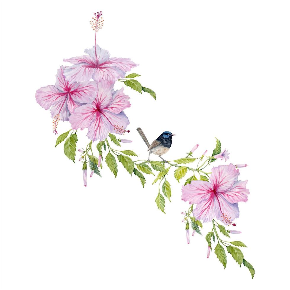 Pink Hibiscus Flowers with green leaves and small bird composition. Watercolor illustration isolated on white background. Floral card design with cute fairy wren on realistic vintage botanical branch vector