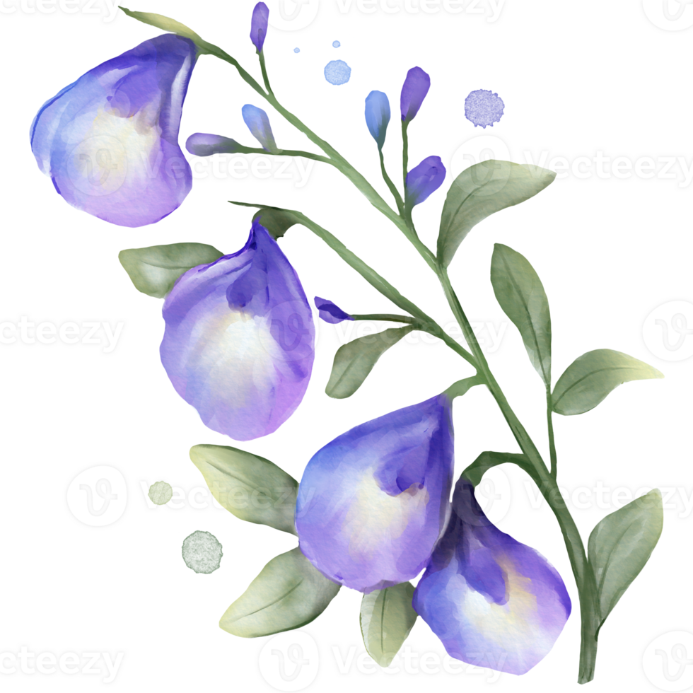 Butterfly Pea Flower Watercolor Isolated png