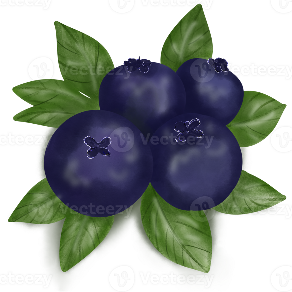 branch of blueberry with green leaves png