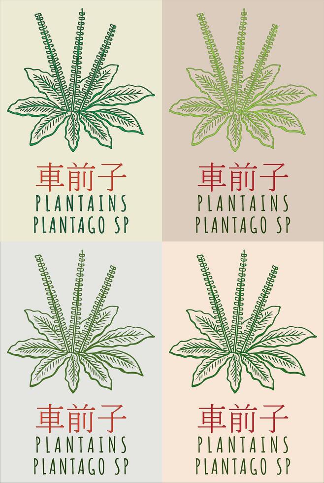Set of drawing PLANTAINS in Chinese in various colors. Hand drawn illustration. The Latin name is PLANTAGO SP. vector