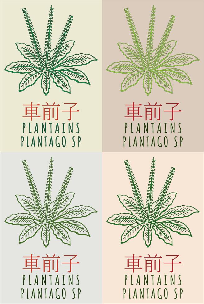 conjunto de dibujo plátanos en chino en varios colores. mano dibujado ilustración. el latín nombre es plantago sp. vector