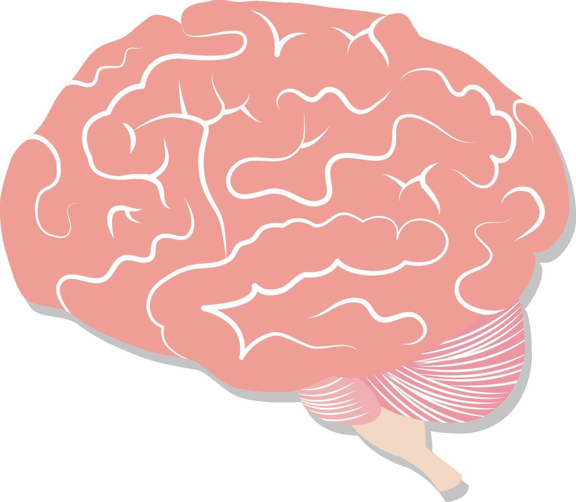 Brain on white background vector