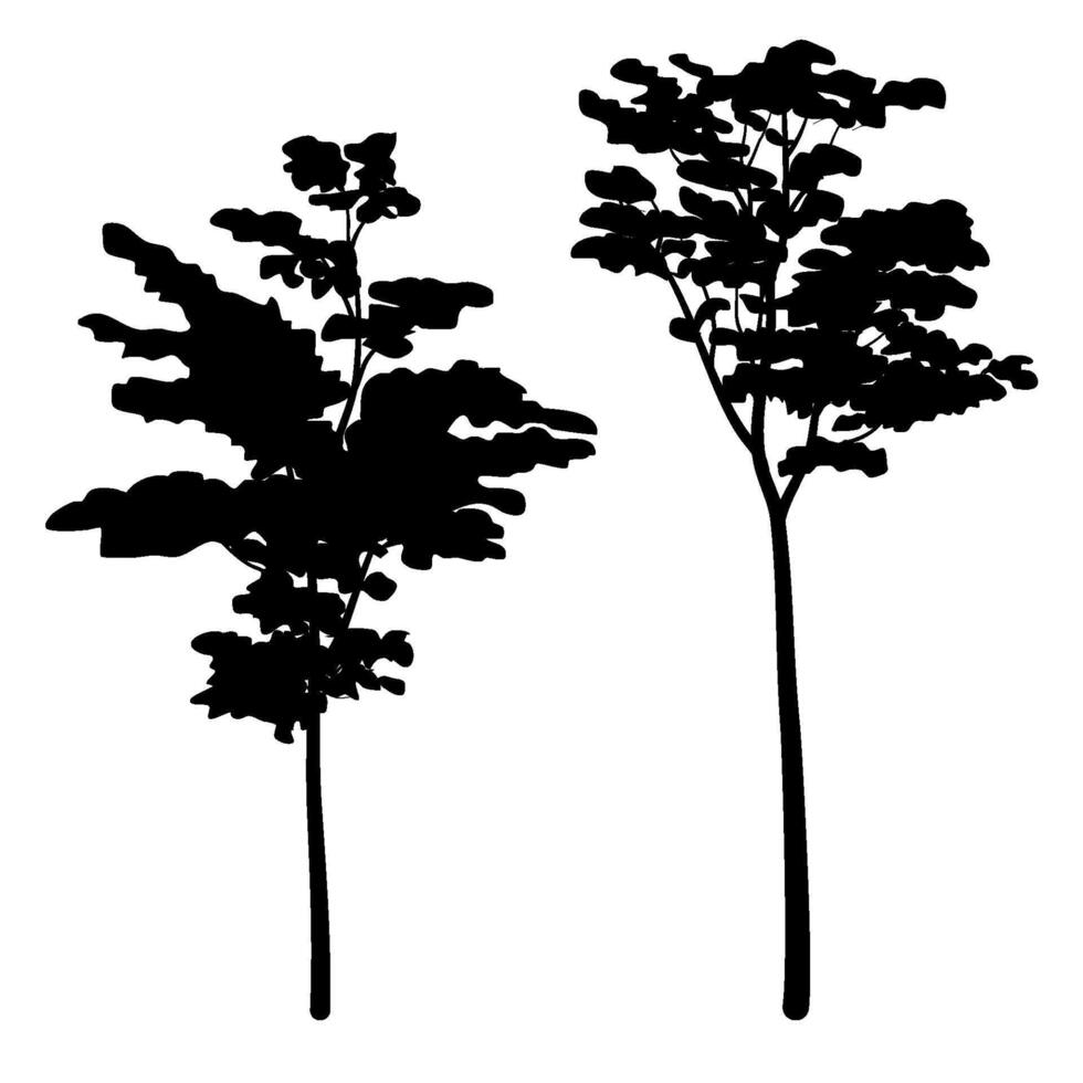 Albizia chinensis or commonly named silk tree silhouette collection vector