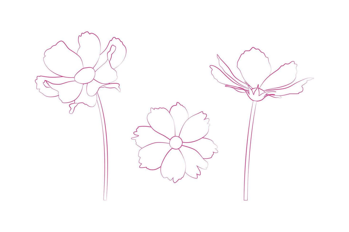 Hand drawn continuous line drawing of cosmos flowers. illustration. vector