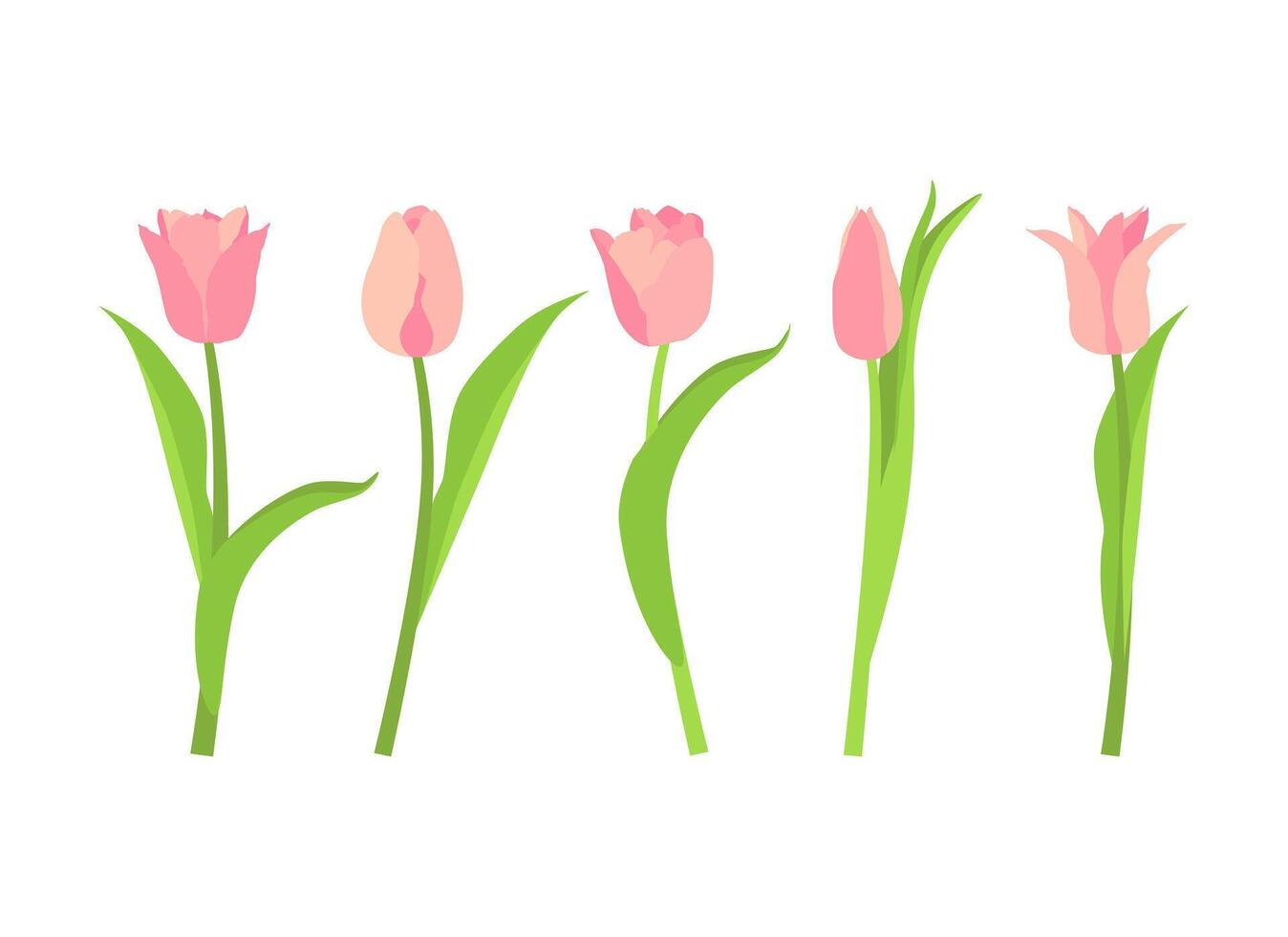 Set of five pink tulips. illustration on a white background. vector