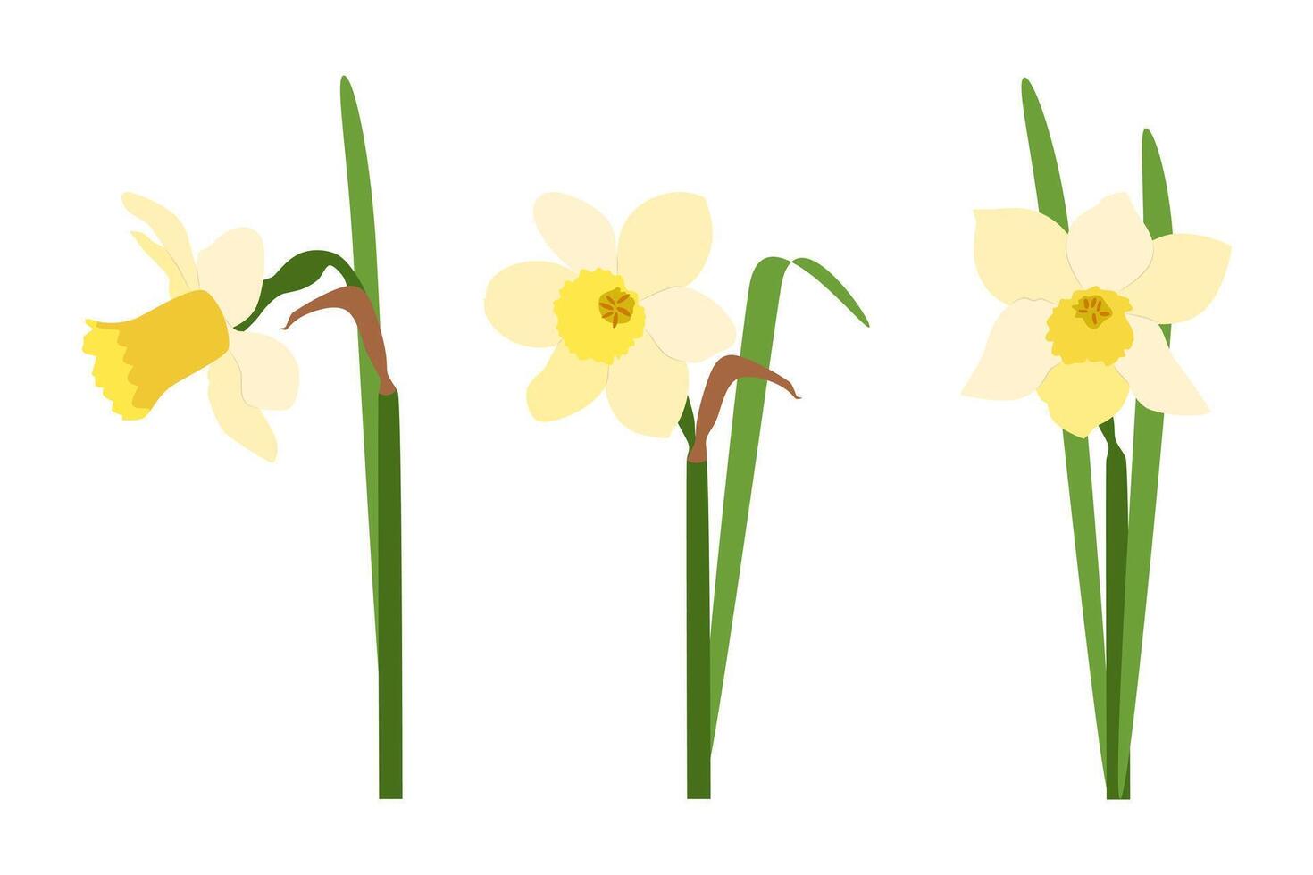 Set of three yellow daffodils on a white background. . vector