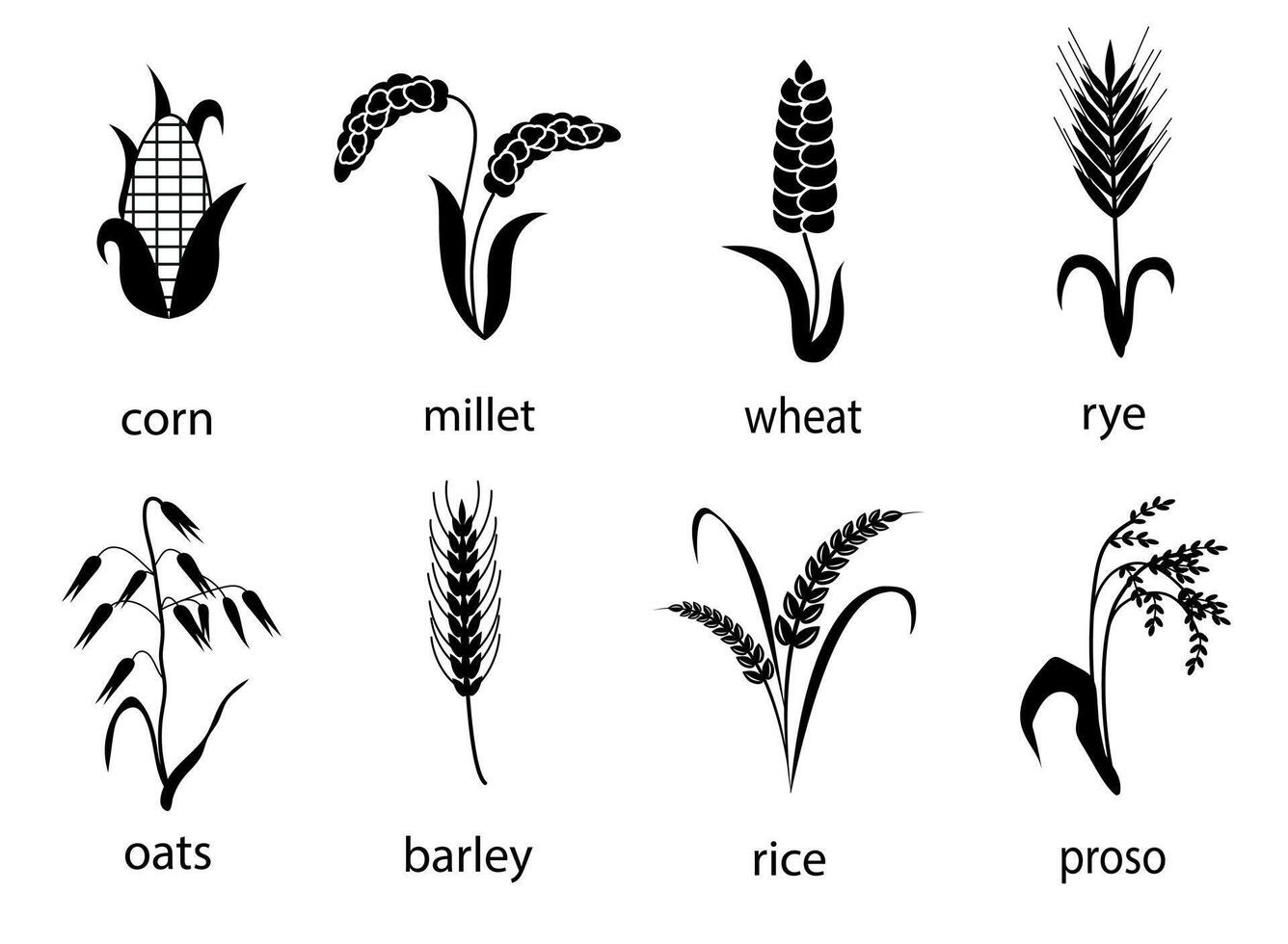 Icon set of cereals with rice, rye, wheat, corn, oats, barley, millet. The concept of marking organic products, agriculture, grain, bakery products, healthy food. vector