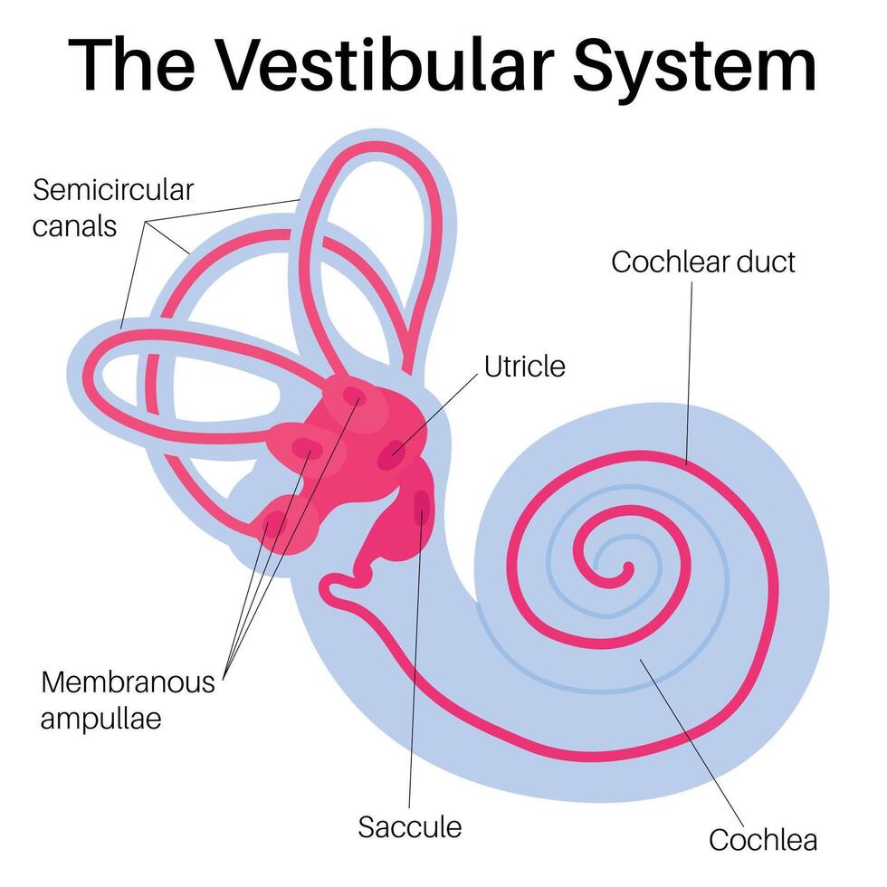 anatomía y función de interior oreja. vector