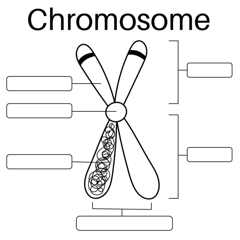 Eukaryotic chromosome structure in human body. vector