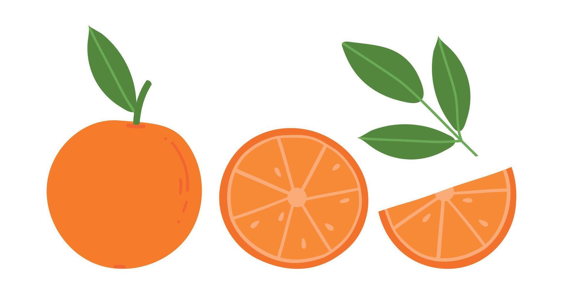 Orange fruit. Orange fruit slice. Citrus isolated on white background. Juicy seasonal fruits. Flat illustration vector