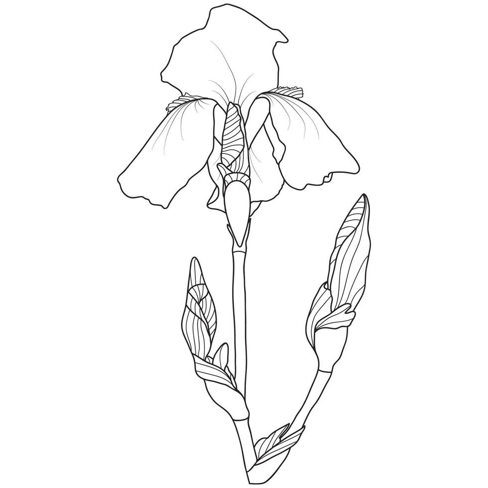 Outline Blooming Iris Flower vector