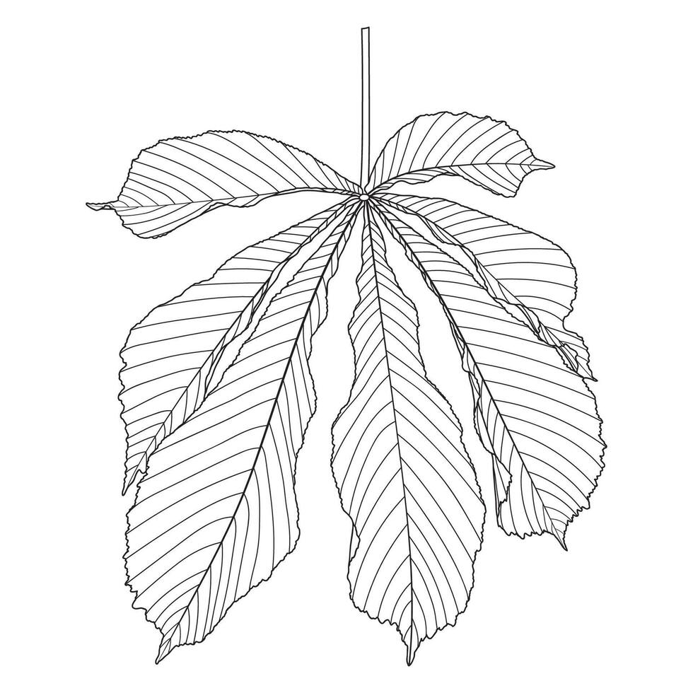 Horse Chestnut Outline Leaf vector