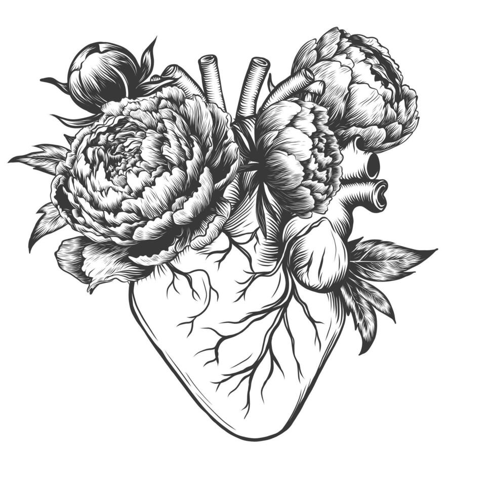 Tattoo vintage illustration. Floral anatomical human heart with blooming flowers peony. illustration isolated on white. vector