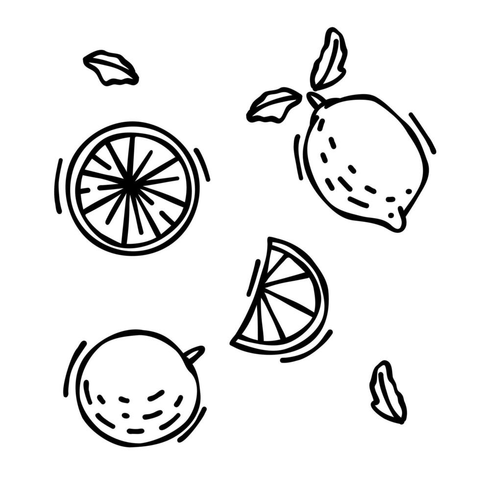 Doodle drawing of lemon and orange isolated on white background, drawn by pen. Thumbnail for coloring the booking page. illustration of vega fruit vector