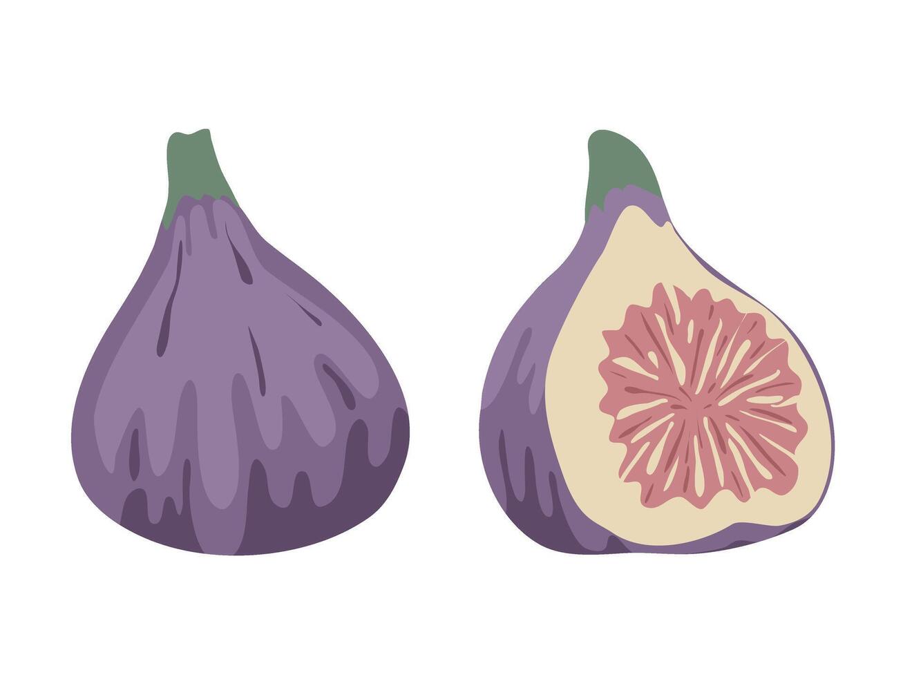 Hand drawn whole and half figs clip art vector