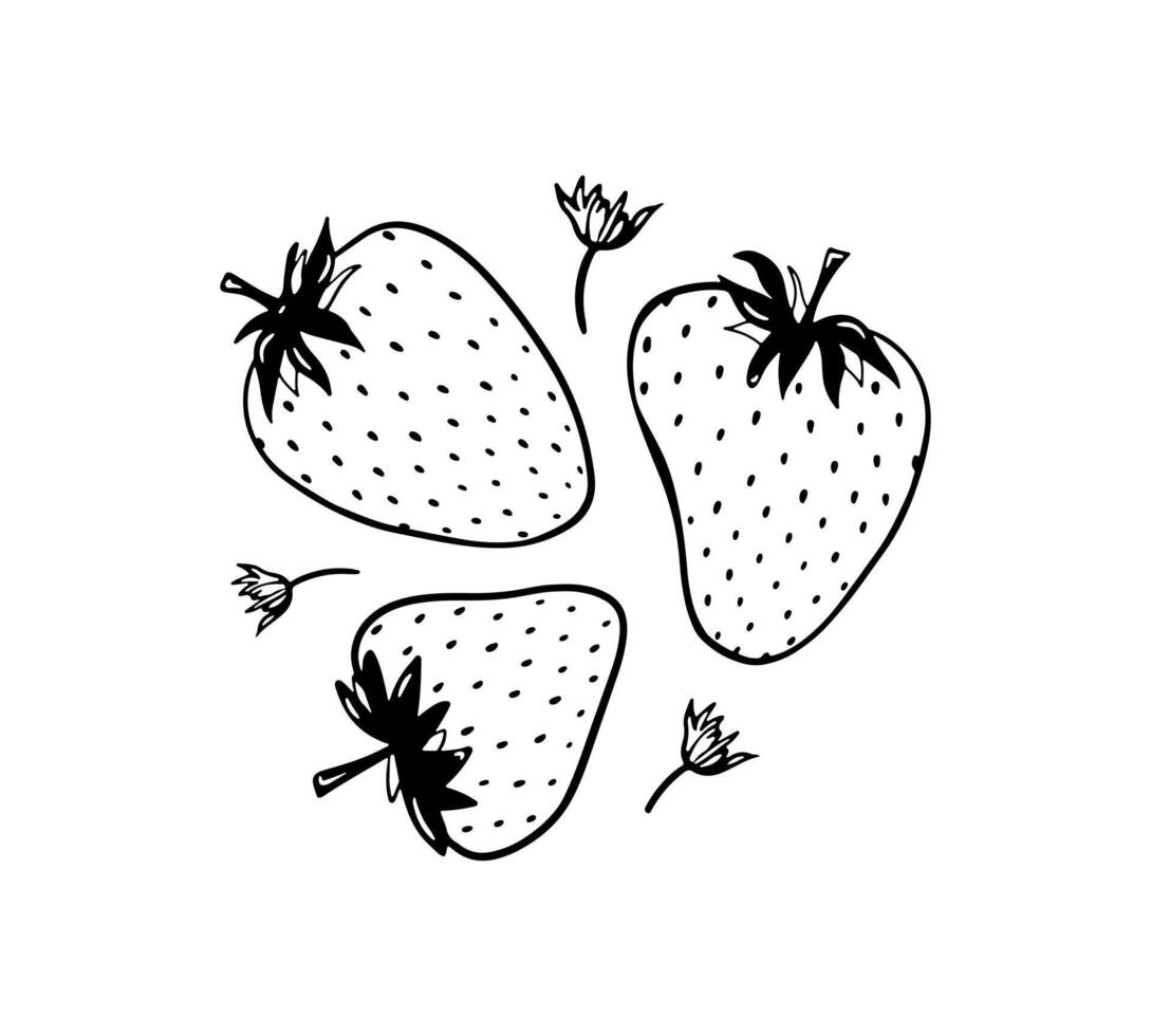 Hand drawn strawberry. Black doodle fruit. Summer sketch berry drawing. Three single elements with flowers vector