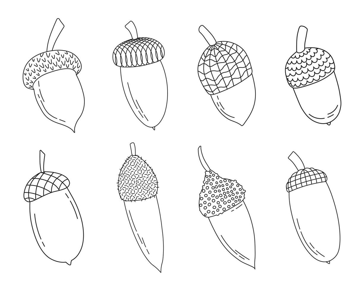 Set of oak acorns and caps, isolated vector