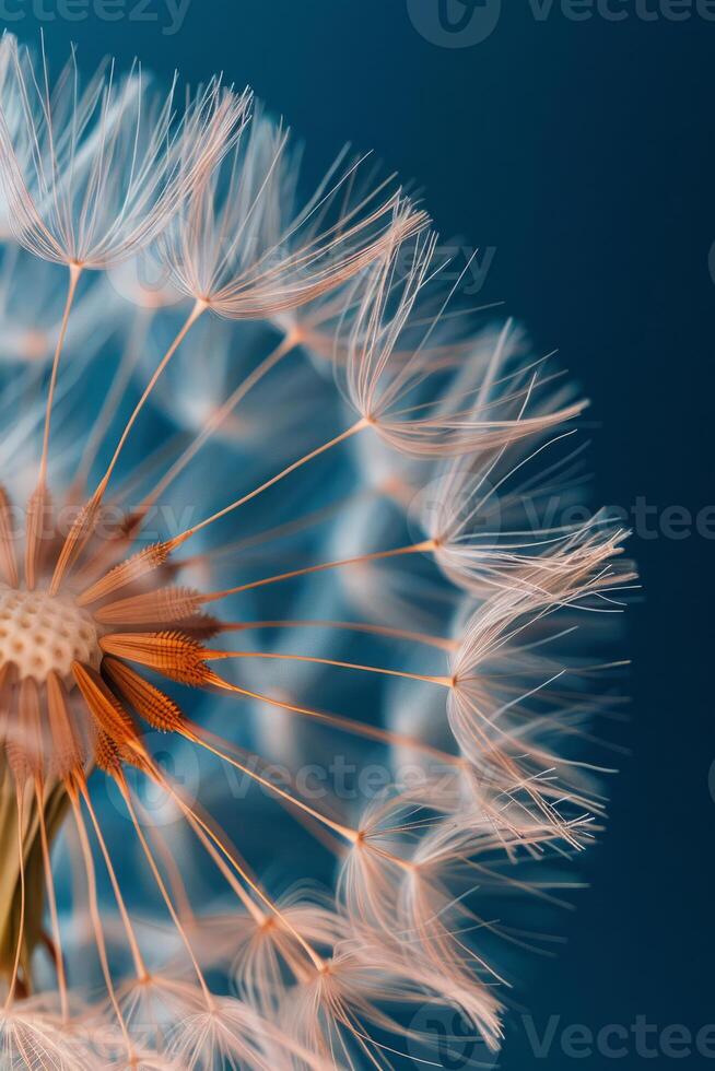 AI generated Blowball of dandelion with fluffy seed photo