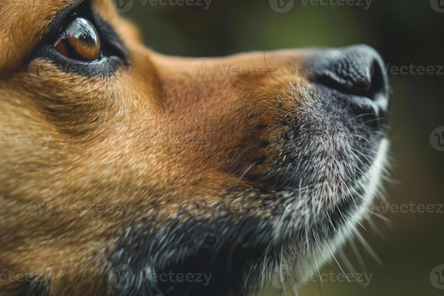 cerca arriba Disparo de perro nariz foto