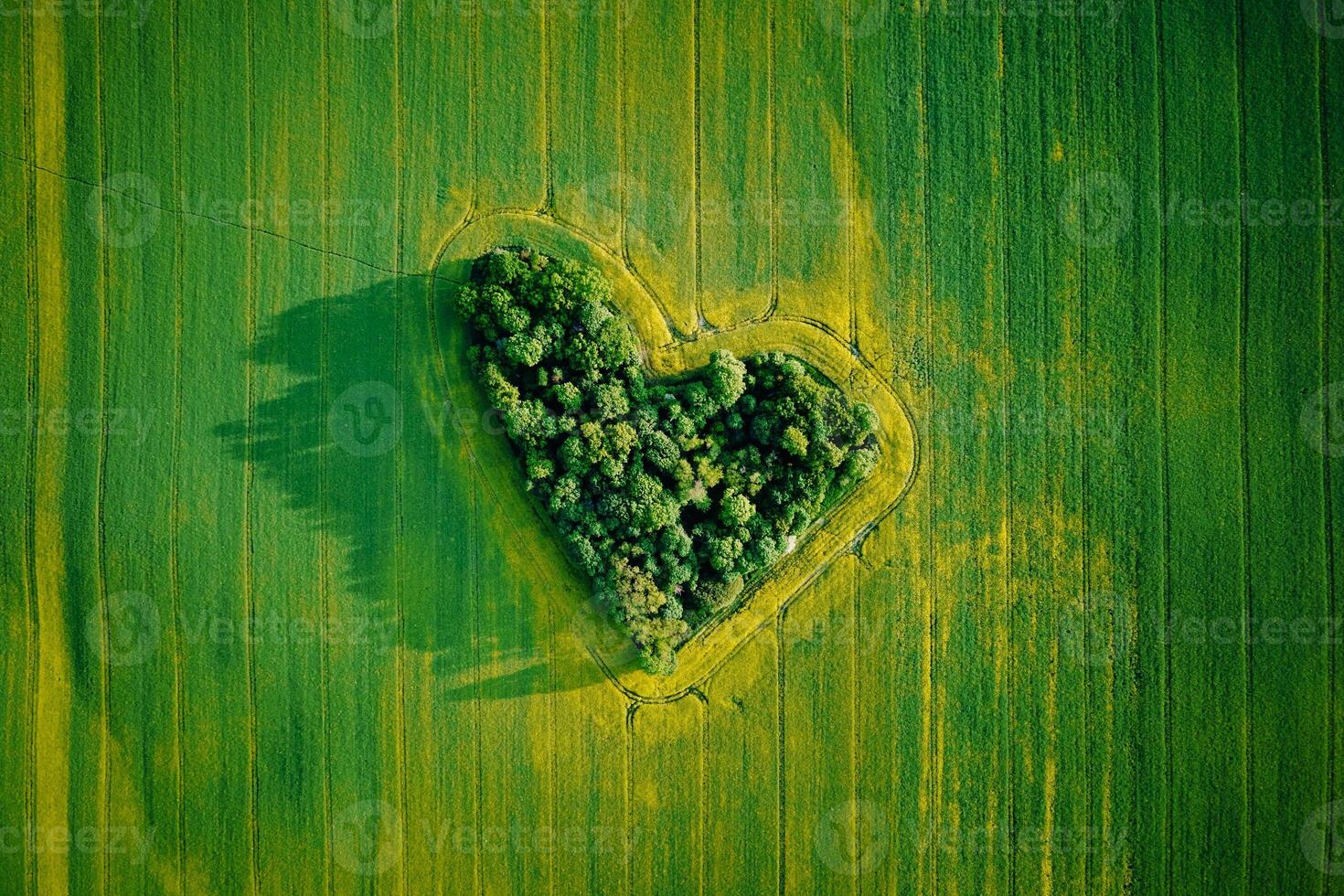 Heart made of trees in rapeseed field, aerial view photo