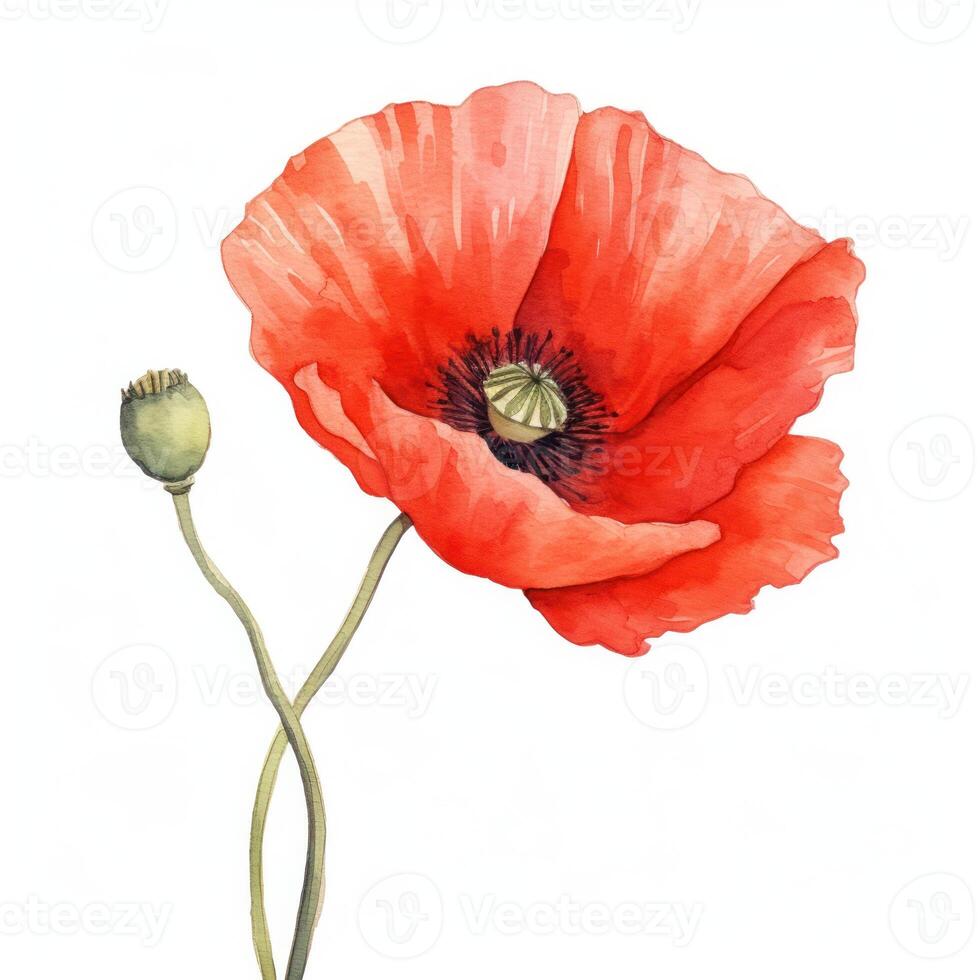 AI generated Hand drawn watercolor painting of poppy flower photo