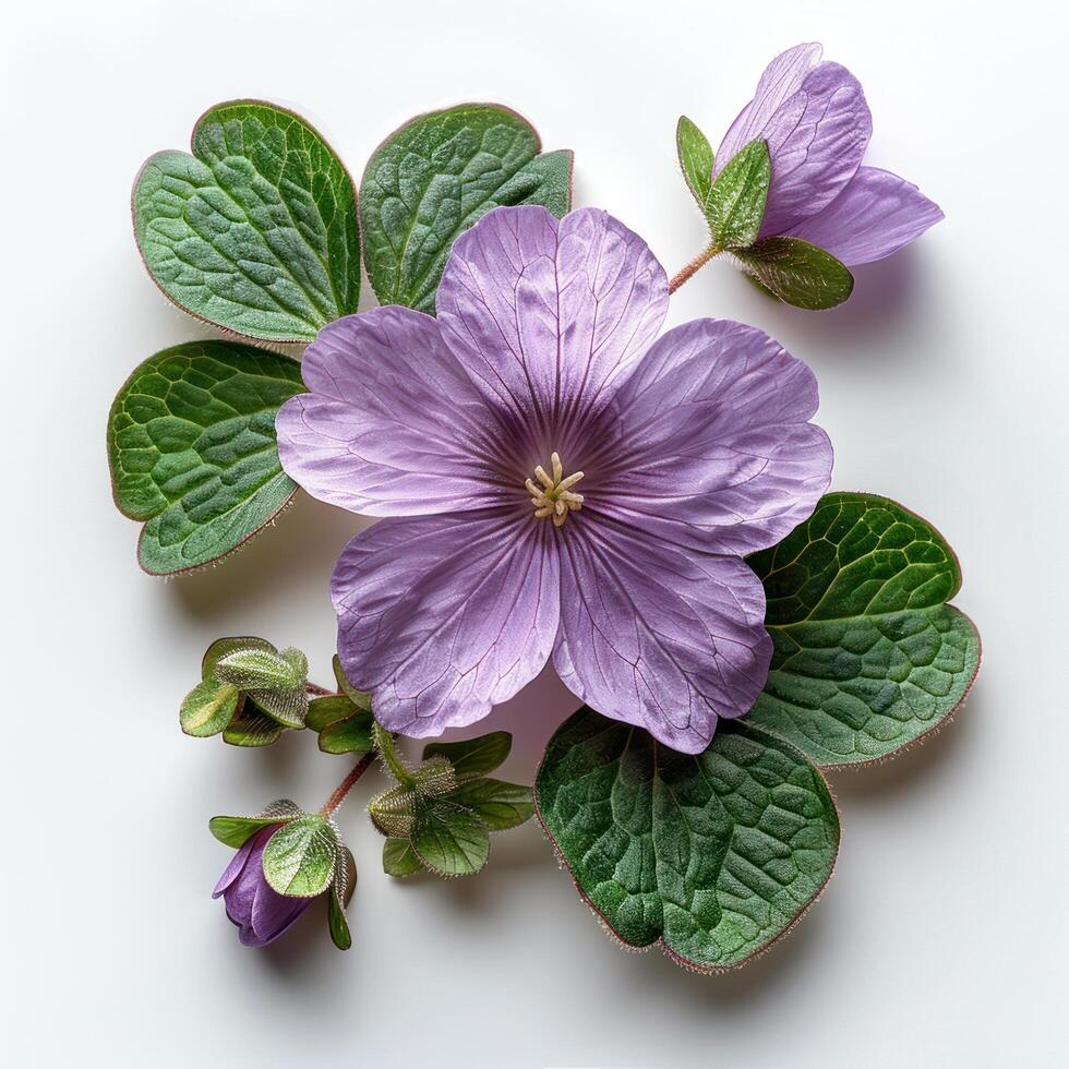 AI generated Oxalis flower isolated on white background photo