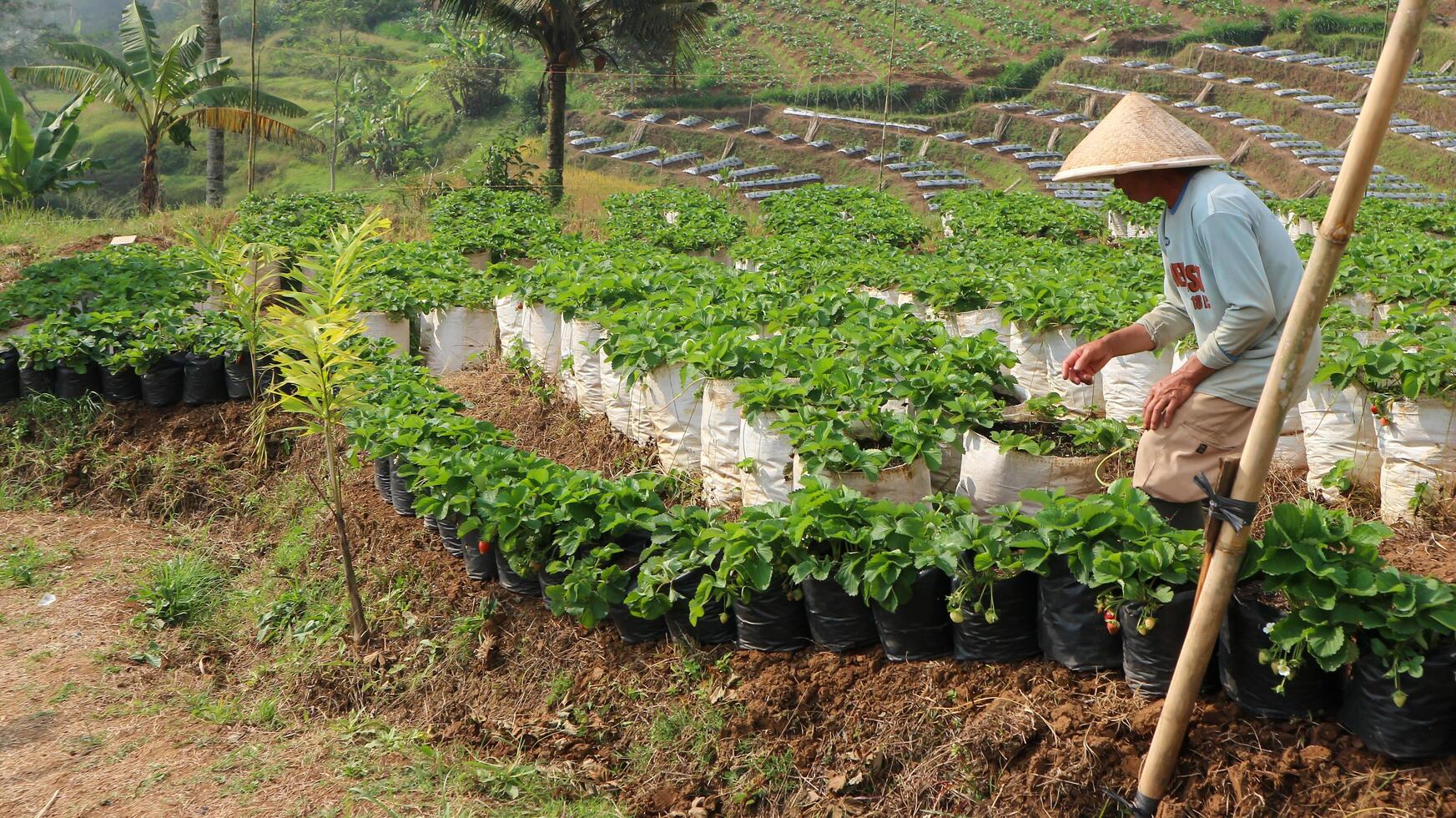 Field with strawberry harvest, farmer picking strawberries, organic farming concept photo