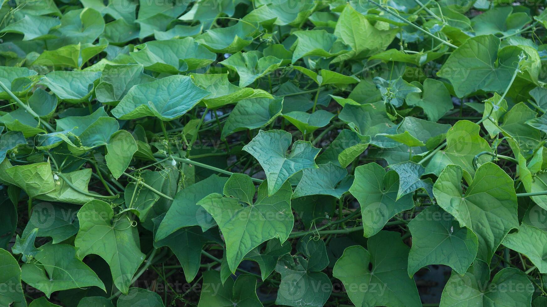 Overhead view of lush chayote plant photo