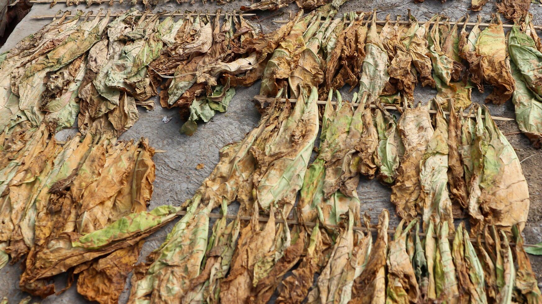 drying tobacco leaves in the sun, indonesia. photo
