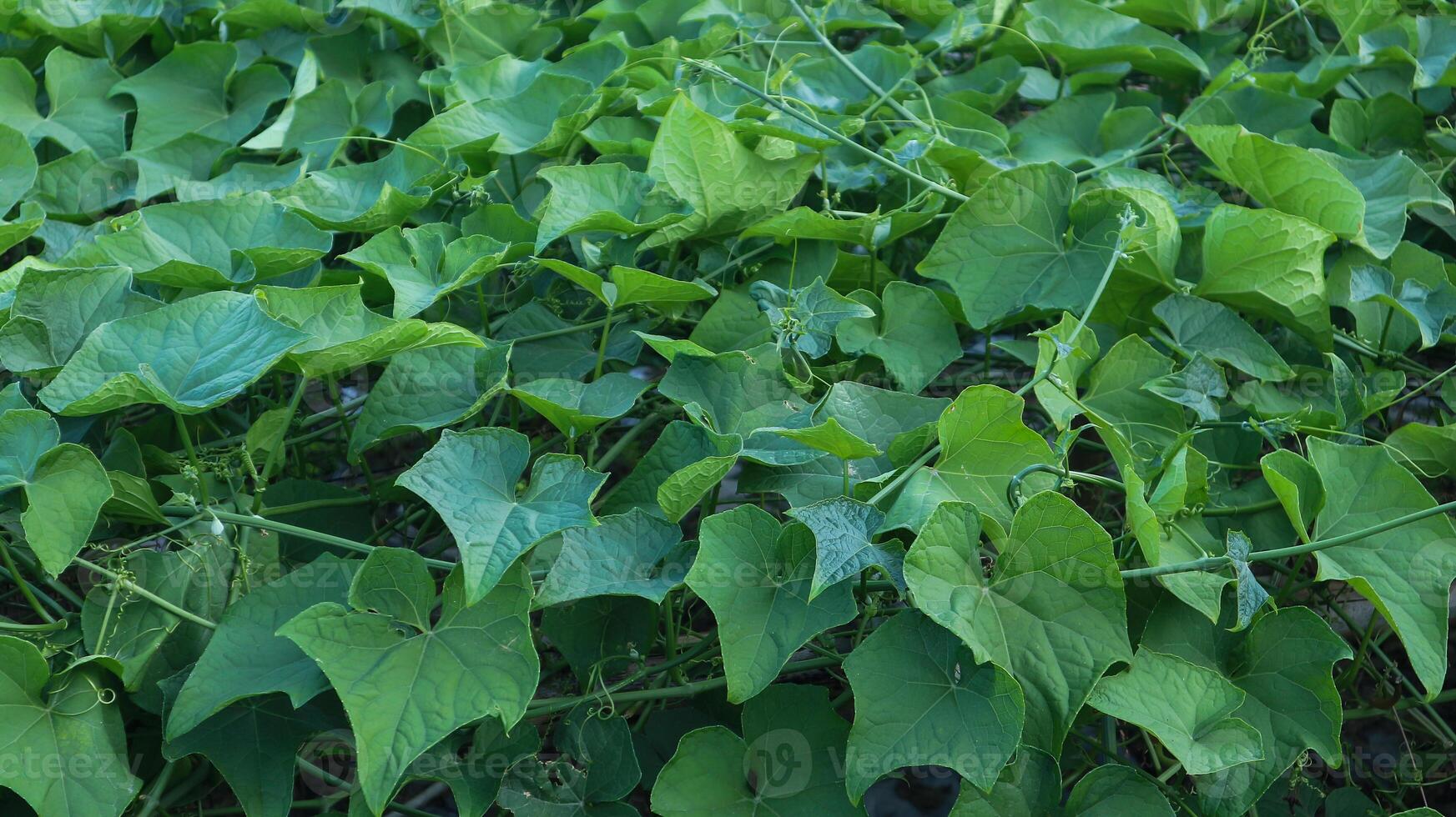 Overhead view of lush chayote plant photo