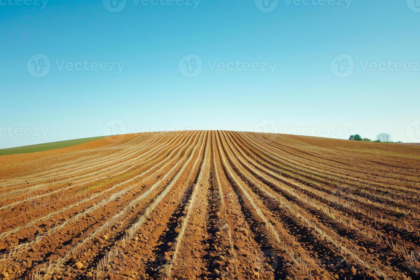 AI generated Vast soybean field with neat rows under a clear blue sky, capturing the essence of agricultural scenery. photo
