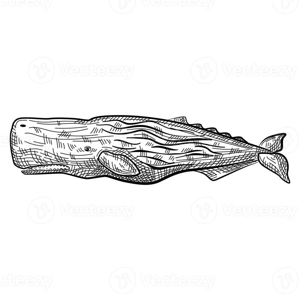 Cachalot engraving isolated on white background. Cartoon character of ocean for children. Simple print with marine mammal. Design for any purposes. photo