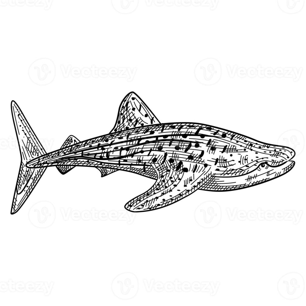 Whale shark isolated on white background in engraving. Cartoon character of ocean for children. Simple print with marine mammal. photo