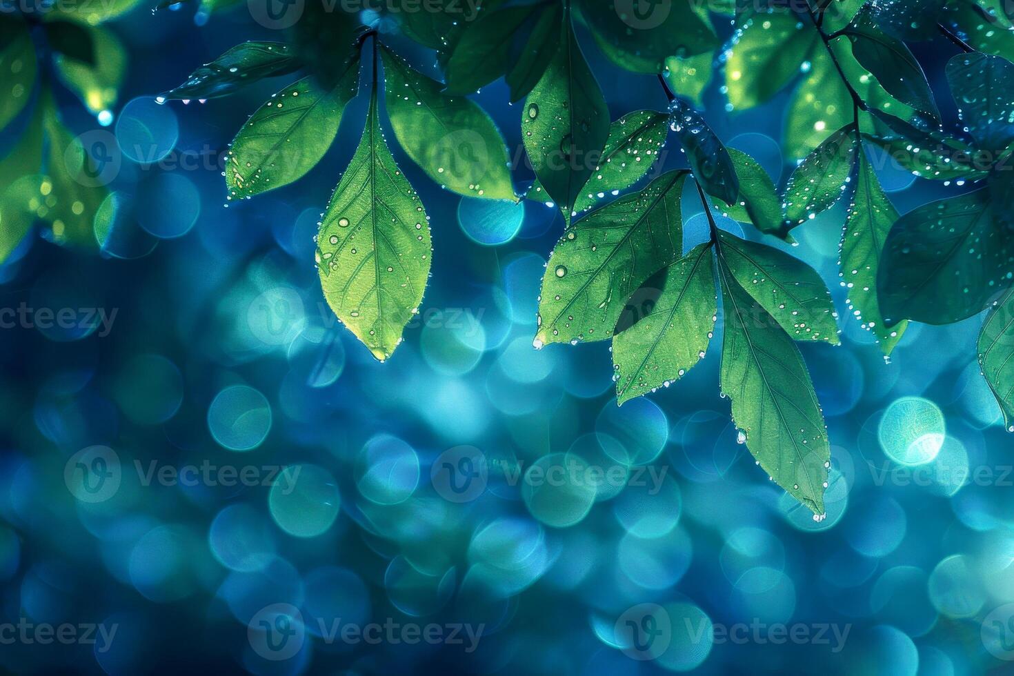 Fresh Green Leaves with Dew Drops and Bokeh Light Effect photo