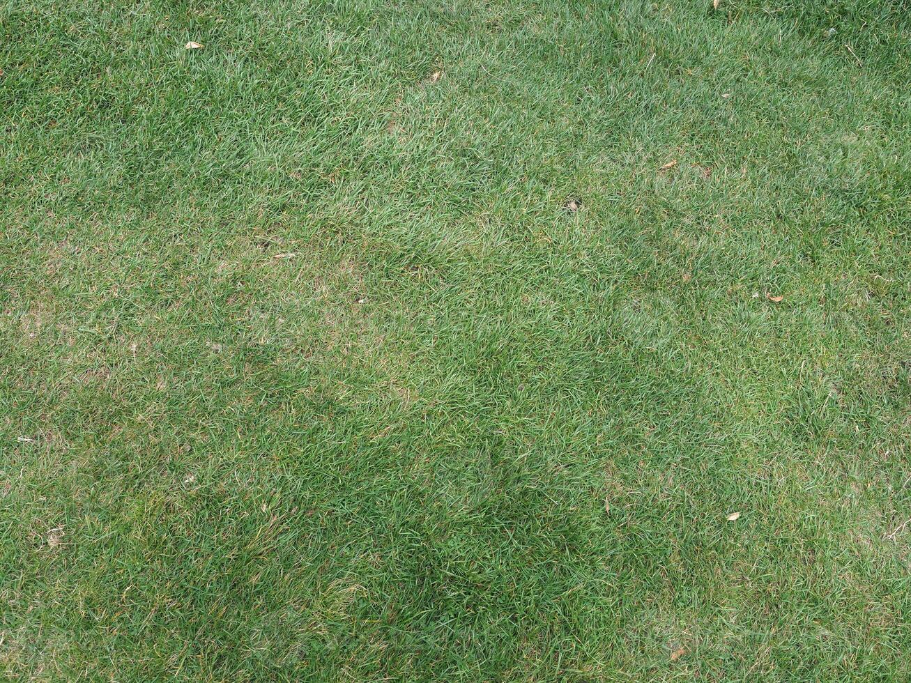 green meadow background photo