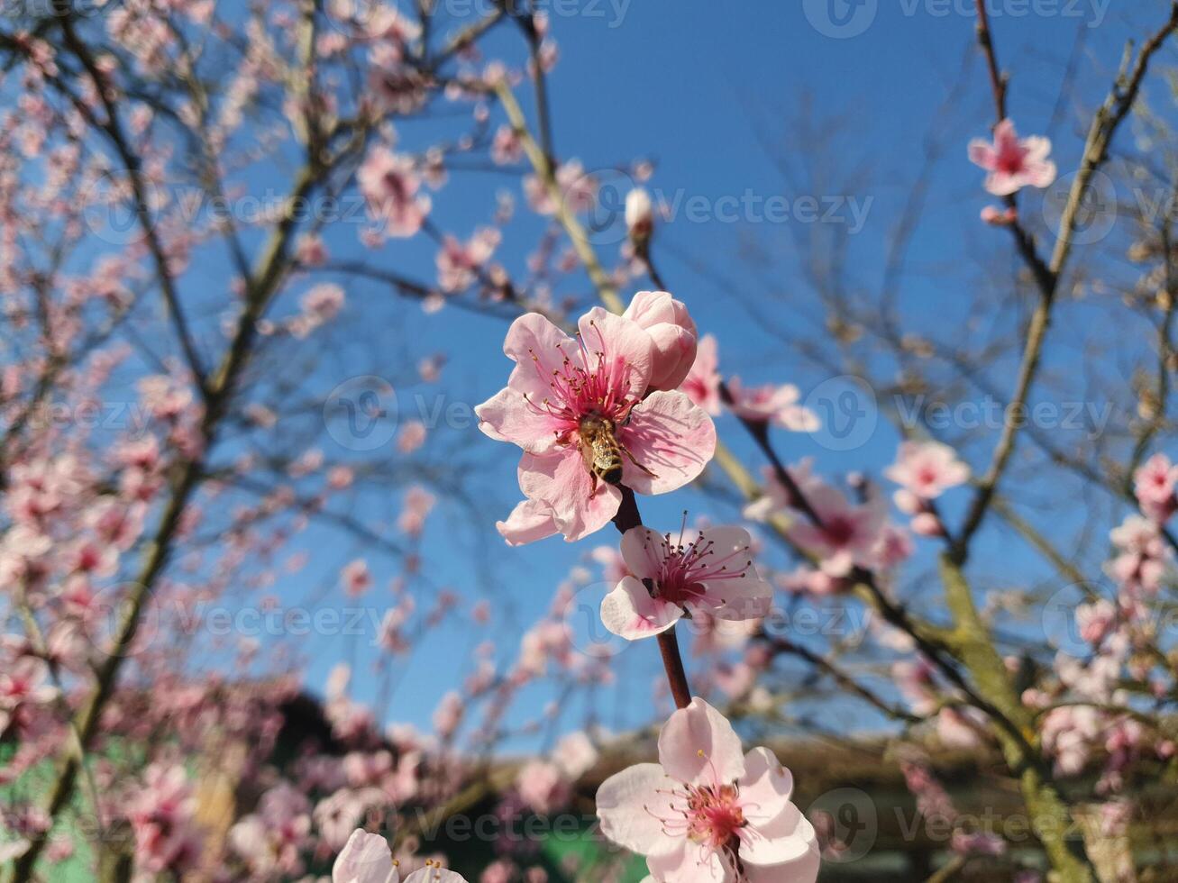 bee on peach flower photo