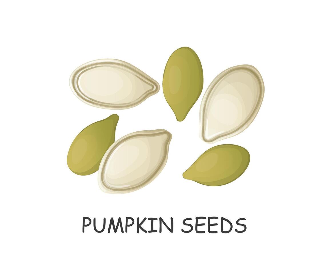 hand drawn pumpkin seeds in cartoon style vector