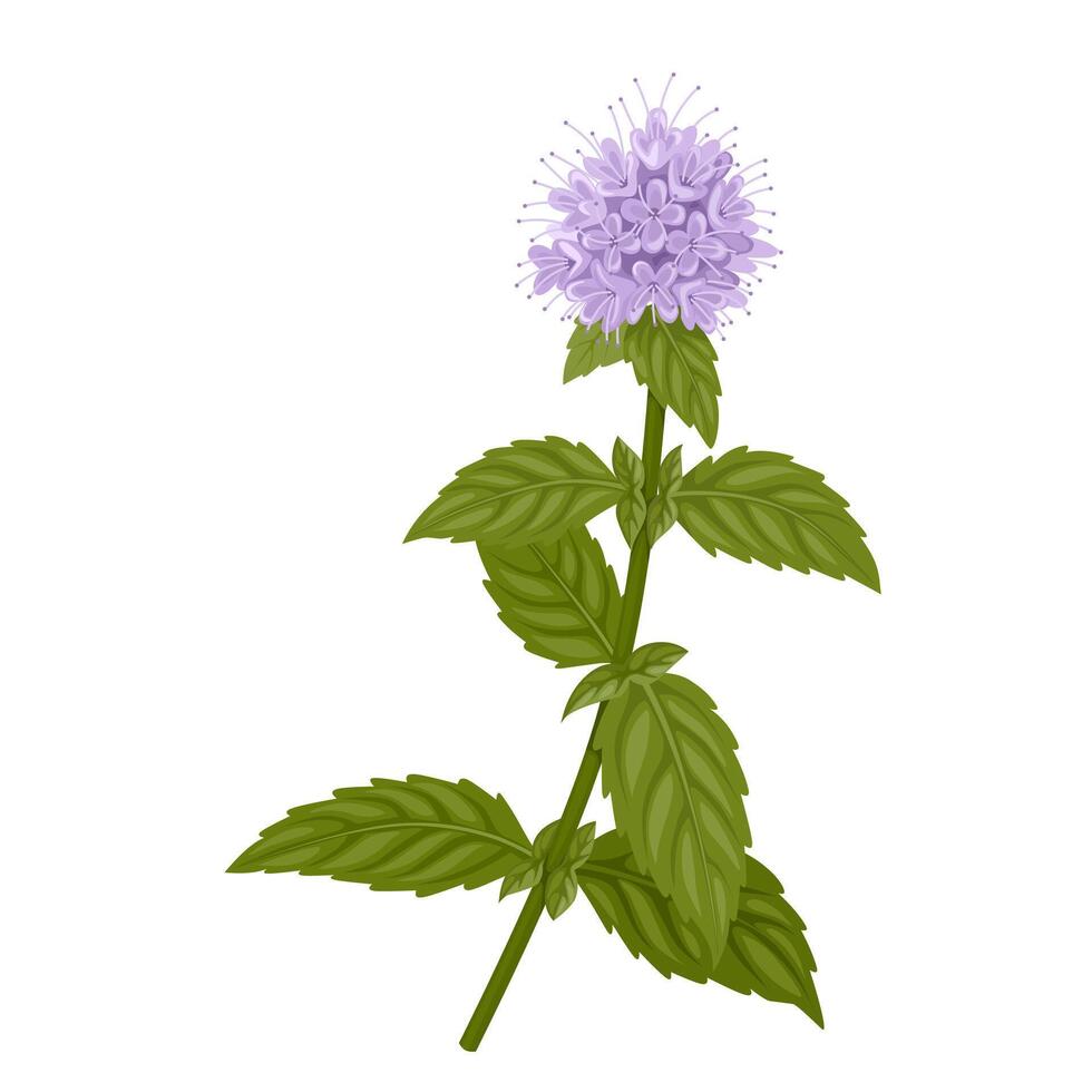 Illustration, Mentha aquatica or watermint, isolated on white background. vector