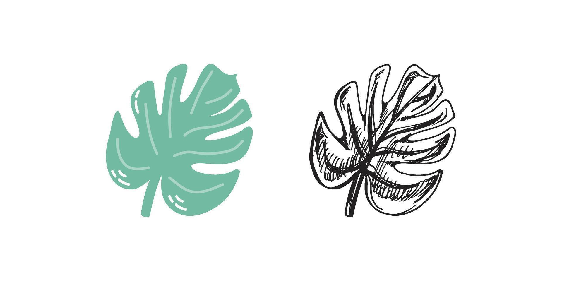 Cute hand drawn tropical plant leaf. Flat and outline black illustration isolated on white background. Doodle drawing. vector