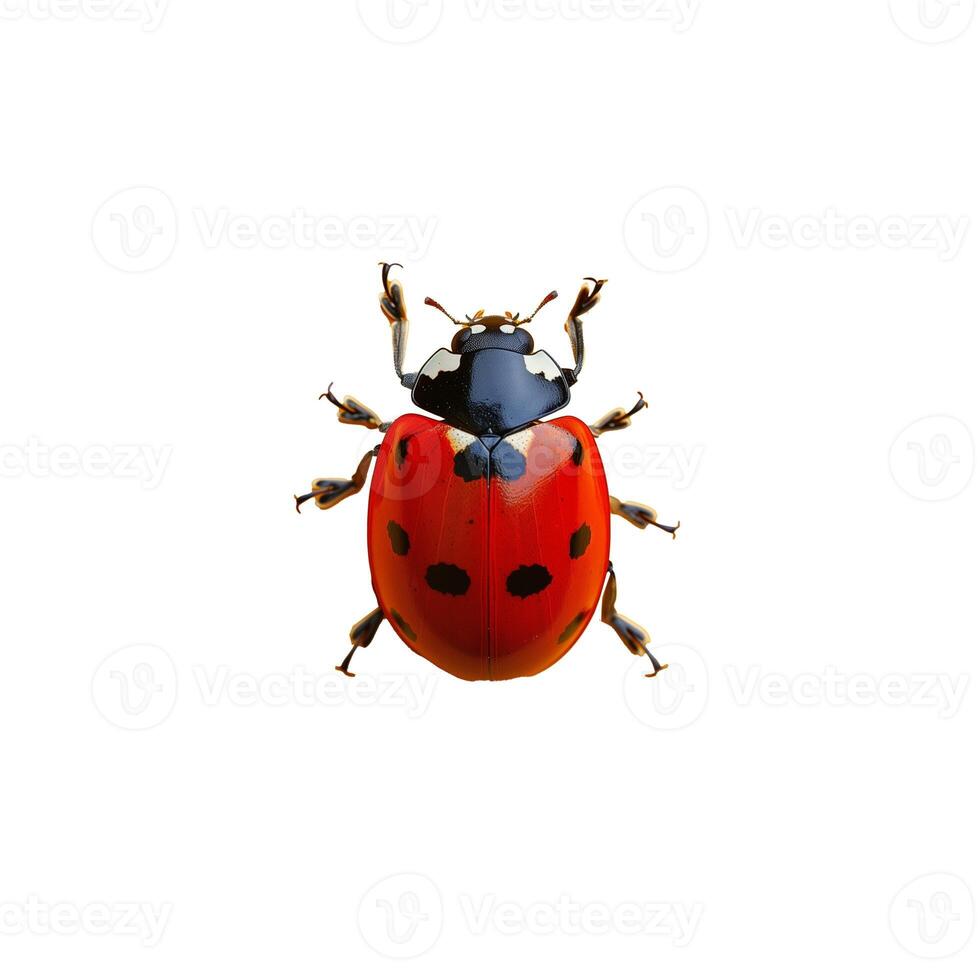 A lively ladybug with crawling red wings and black spots. photo